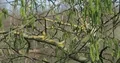 Hanging willow catkin flowers close up in spring season 4k or 4k+ Resolution