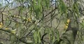 Hanging willow catkin flowers close up in spring season 4k or 4k+ Resolution