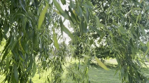 Hanging willow leaves in sun panning Vídeos de archivo 335541283