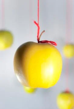 Hanging yellow apples Stock Photos