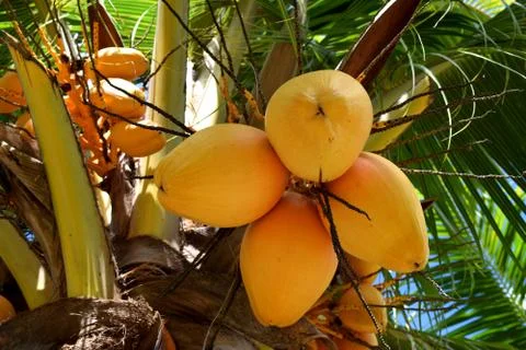 Hanging Yellow Coconuts Stock Photos
