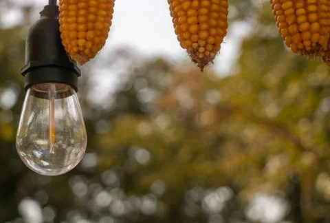 Hanging yellow corn cobs and clear light bulb against soft autumn bokeh in .. Fotos Stock