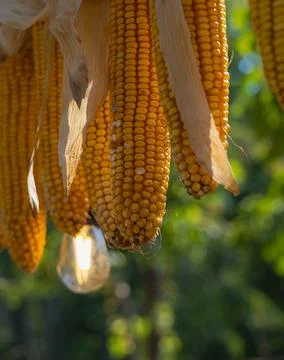 Hanging yellow corn cobs with dry husks and glowing bulb against green boke.. 스톡 사진