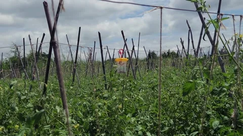 Hanging yellow pheromone funnel trap suspended among dense tomato rows Stock Footage 345640896