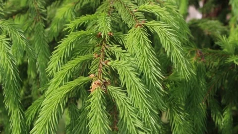 Hanging young spruce branches with spring needles swaying in the light breeze Stock Footage 339265999