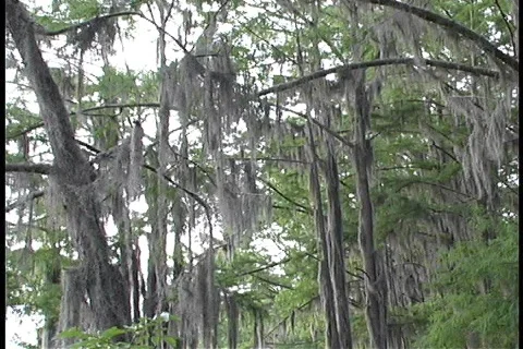 HangingMossPR Video stock 78961