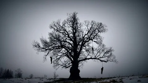 Hangman tree Stock-Footage 69976525