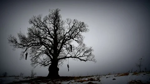 Hangman tree gloomy Video stock 70095517