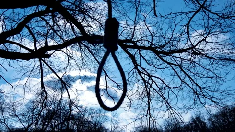 Hangman's knot or noose. Loop, rope hanging from tree in forest, suicide attempt Stock Footage 149305303