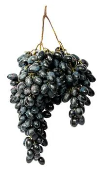 Hangs down a bunch of dark grapes Stock Photos