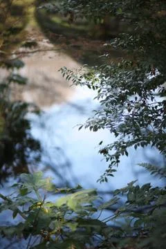 Hangs down shady vegetation of blue water of the pond in the park Stock Photos