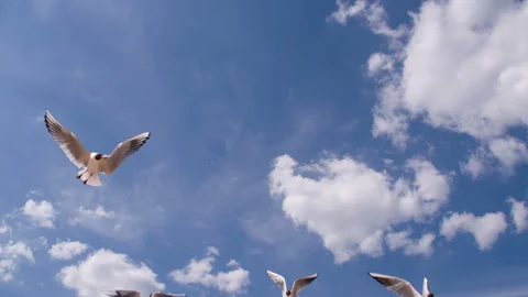 Hangs in Front of the Camera Seagull HD Stock Footage 303903116