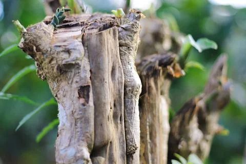 Hanjung tree trunk Stock Photos