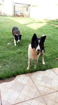 Hanna e Aaron Fotos de archivo