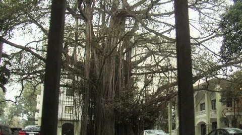 Hanoi Tree Vídeo Stock 356591