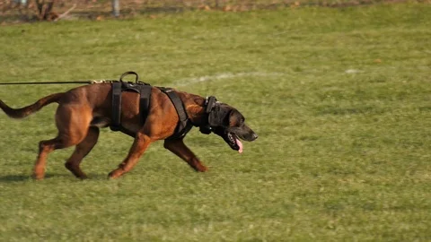 Hanoverian hound K9 doing tracking work Stock Footage 105913078