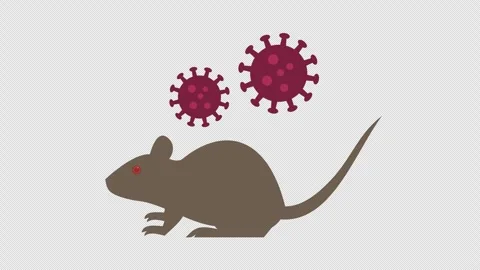 Hantavirus Vídeo Stock 334976271