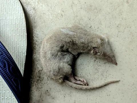 Hantavirus Trigger Condition Represented by Dead Rodent Body Foto stock