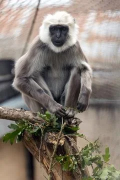 Hanuman langur monkey (Semnopithecus entellus) Outdoors Stock Photos