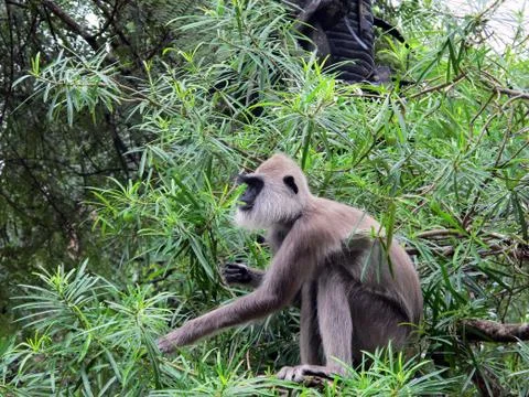 Hanuman langur Stock Photos