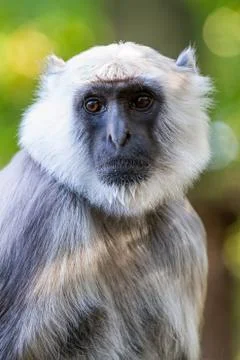 The Hanuman langur Stock Photos