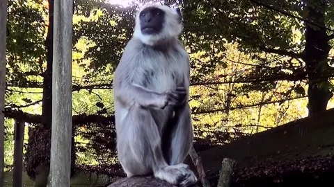 Hanuman langur (Semnopithecus entellus) looking to the public. Stock Footage 82491094