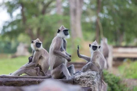 Hanuman Langur, Semnopithecus entellus, monkeys family Stock Photos