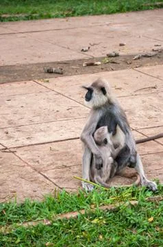 Hanuman langur with young Stock Photos