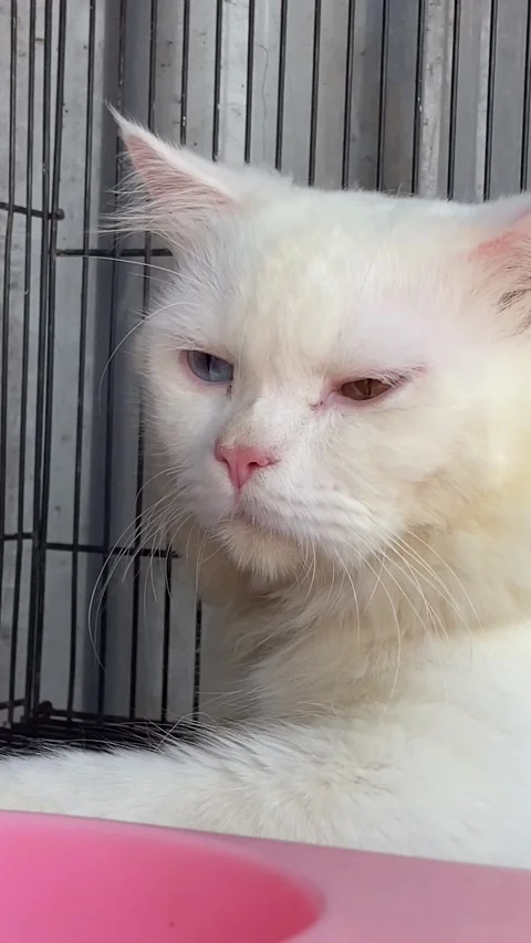 Hanzo the Odd eye cat Stock Footage 222089061