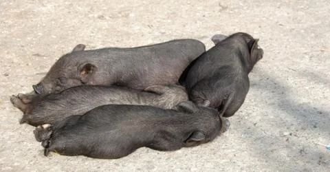 Happier than a pig Foto stock