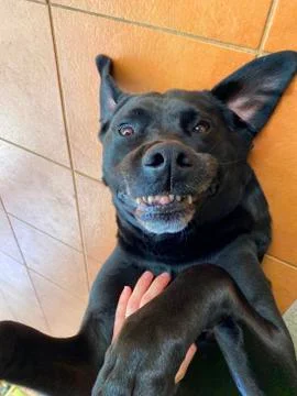 The happiest dog in the whole world Stock Photos
