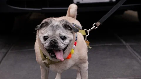 Happiest Pug Stock Footage 100661328