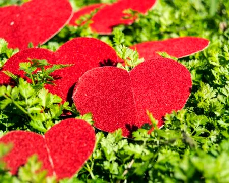 Happiness heart spring Stock Photos
