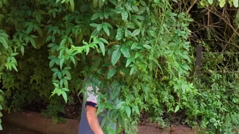 Happy 2-year-old Latino baby playing hide-and-seek among zoo vines, laughing in Stock Footage 344277366