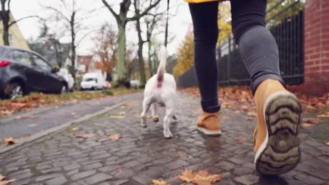 Happy Active Dog on a Leash Running on a City Street. SLOW MOTION Vidéo 140294510