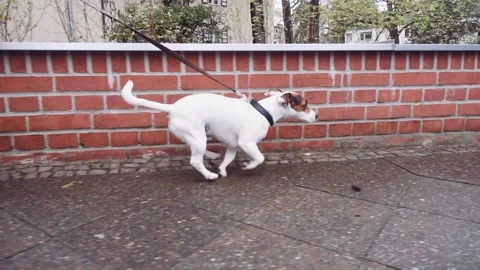 Happy Active Dog on a Leash Running on a City Street. SLOW MOTION 動画素材 140295105