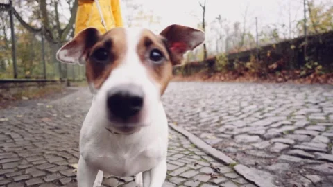 Happy Active Dog on a Leash Running on a City Street. SLOW MOTION 動画素材 140295710