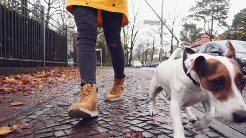 Happy Active Dog on a Leash Running on a City Street. SLOW MOTION 動画素材 140295718