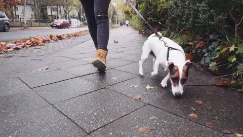 Happy Active Dog on a Leash Running on a City Street. SLOW MOTION Stock Footage 140295730