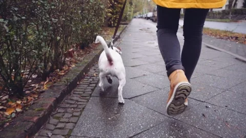 Happy Active Dog on a Leash Running on a City Street. SLOW MOTION Vídeos de archivo 140322205