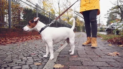 Happy Active Dog on a Leash Running on a City Street. SLOW MOTION Stock Footage 140322214