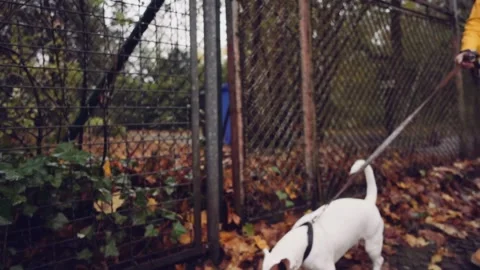 Happy Active Dog on a Leash Running on a City Street. SLOW MOTION Vidéo 140368348