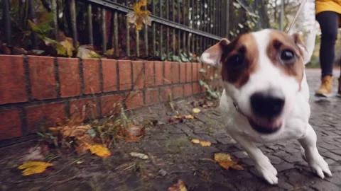 Happy Active Dog on a Leash Running on a City Street. SLOW MOTION Vidéo 140368352