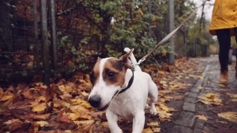 Happy Active Dog on a Leash Running on a City Street. SLOW MOTION Vidéo 140368353