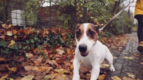 Happy Active Dog on a Leash Running on a City Street. SLOW MOTION Vidéo 140368357