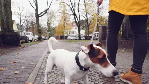 Happy Active Dog on a Leash Running on a City Street. SLOW MOTION Vidéo 140368375