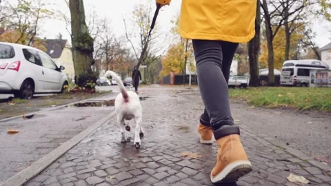 Happy Active Dog on a Leash Running on a City Street. SLOW MOTION Vidéo 140368385