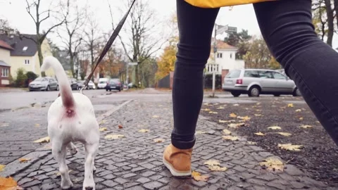 Happy Active Dog on a Leash Running on a City Street. SLOW MOTION Vidéo 140368386