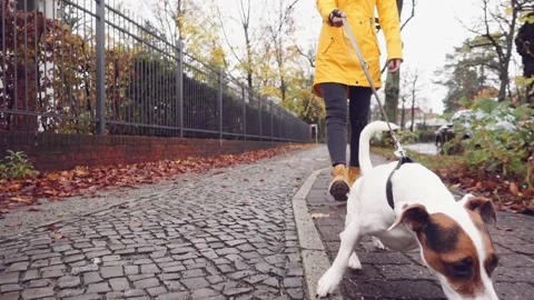 Happy Active Dog on a Leash Running on a City Street. SLOW MOTION Vidéo 140368396