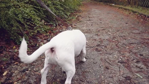 Happy Active Dog on a Leash Running on a City Street. SLOW MOTION 스톡 동영상 140368403